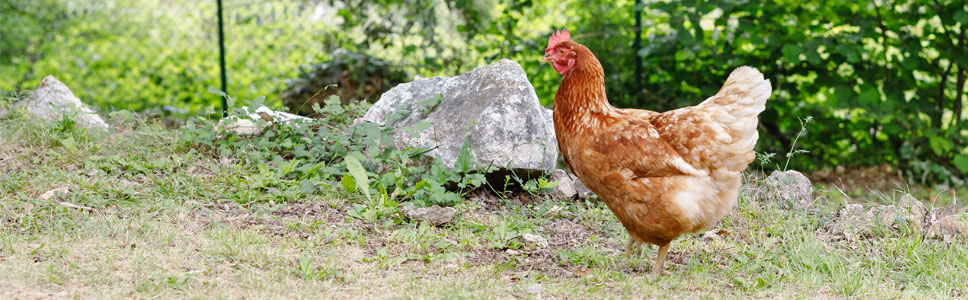 Decouvrez notre gamme </br>FERMIERE